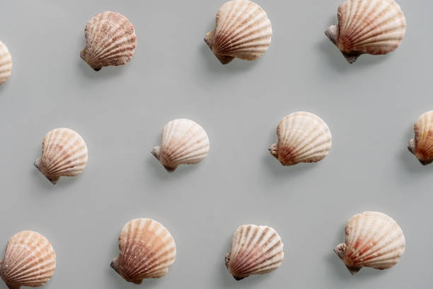 istock Pattern of Different seashells on pastel gray background. Top view, flat lay. Summer concept. Sea summer vacation background. Full frame composition 1257568621