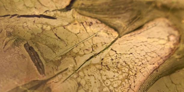 istock The texture of polished stone. Dark milky stained surface. 1257569517