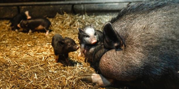 istock A curious newborn piglet is looking at the camera while being next to her mother. 1257569536