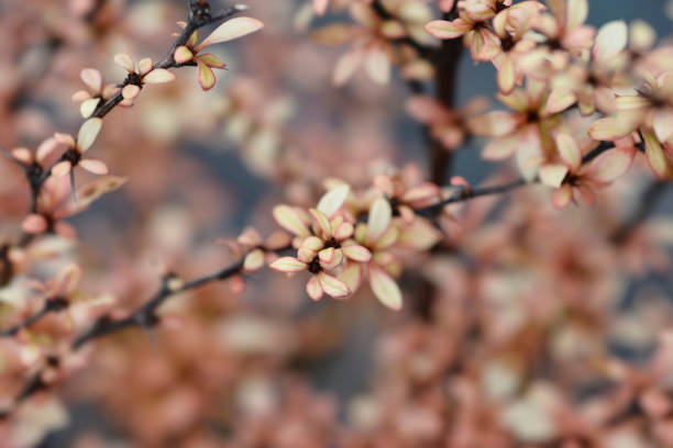 istock Japanese barberry Golden Dream 1257569905