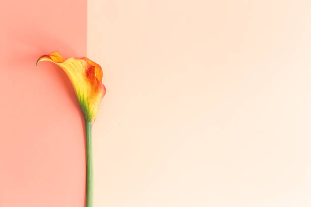 Beautiful yellow Calla Lily flower on a peach pastel background.  Flat lay. Place for text.