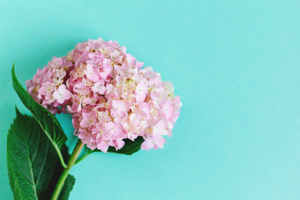 istock Amazing light pink Hydrangea flower on a turquoise background. 1257570709