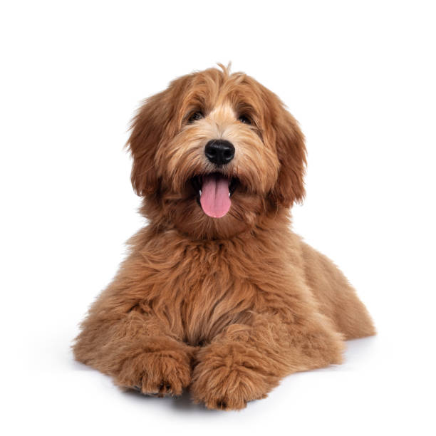 pretty labradoodle / cobberdog sur blanc - purebred cat photos photos et images de collection