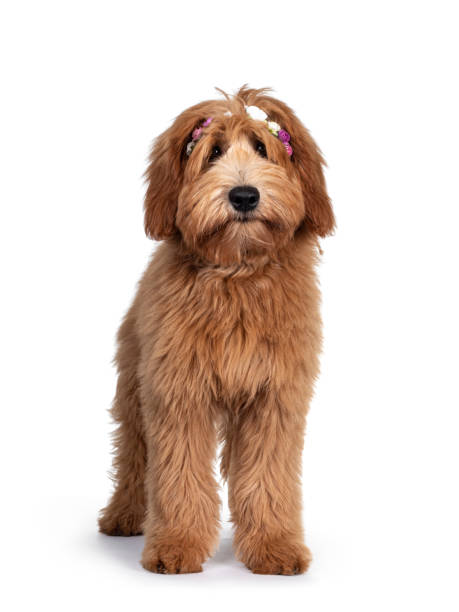 istock Pretty Labradoodle / Cobberdog on white 1257570929
