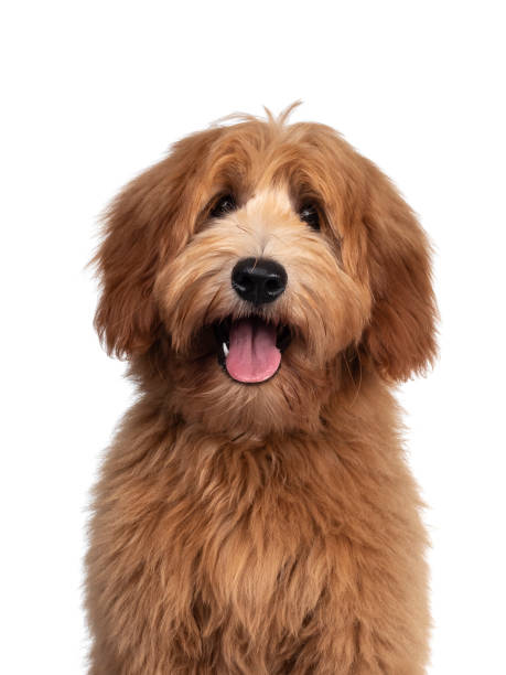 istock Pretty Labradoodle / Cobberdog on white 1257570939