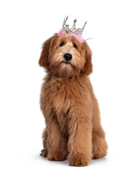 Pretty Labradoodle / Cobberdog on white Cute red / abricot Australian Cobberdog / Labradoodle dog pup, laying down side ways standing facing front wearing pink /silver crow. Isolated on white background. cat with clothes stock pictures, royalty-free photos & images