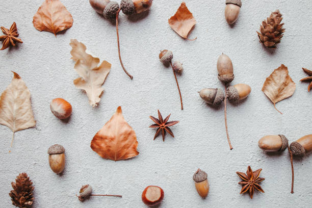 istock Fall pattern of dry leaves, pine cones and acorns 1257570950