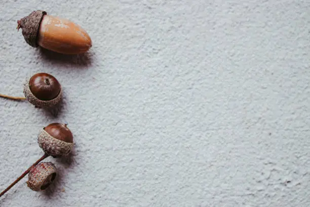 Photo of Autumn time composition with acorns