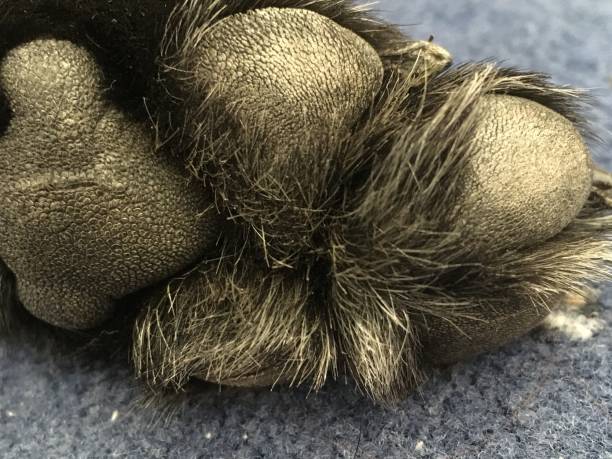 istock Black Labrador paw Love her paws 1257571792