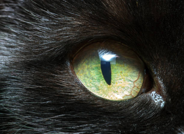 istock Black cat green eye closeup 1257571811