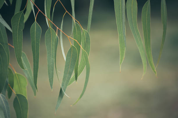 Eucalyptus green leaves abstract background with copy space, natural medical background