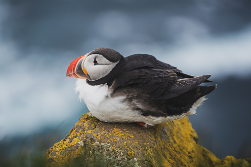 Single Atlantic puffin bird standing on the rock over the sea. Animal outdoor background