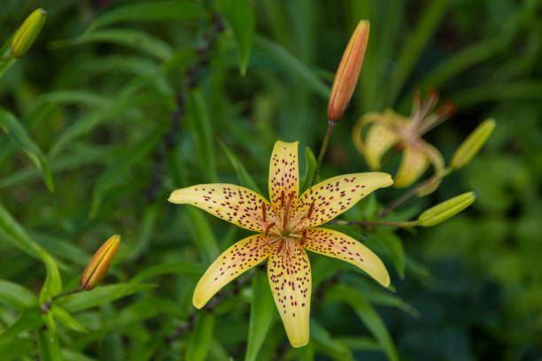 istock Yellow garden Lily on a natural background. 1257572897