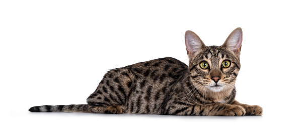 istock Savannah F7 cat on white background 1257572947