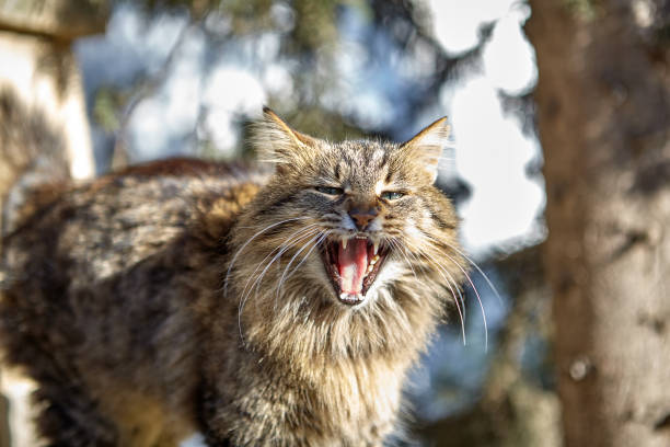 Fluffy stray cat meows on the street. A striped stray cat with fluffy fur, opened its mouth, it meows, or hisses. Homeless animal in the street, Princes' Islands, Turkey, sunny winter day. stray cat stock pictures, royalty-free photos & images