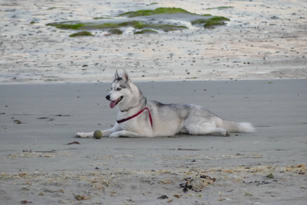 A husky dog observes quietly on the sand of the small beach of Port Maria in Quiberon