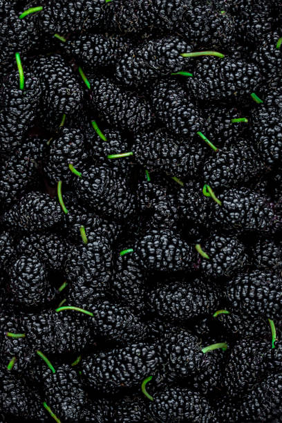 moras. macro de fondo de bayas de mora fresca. papel pintado. concepto alimentario - blackberry fruit mulberry isolated fotografías e imágenes de stock