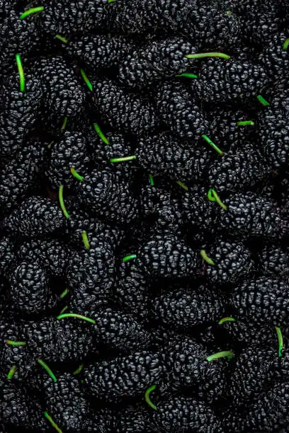 Photo of Mulberries. Fresh Mulberry berry background macro. Wallpaper. Food concept
