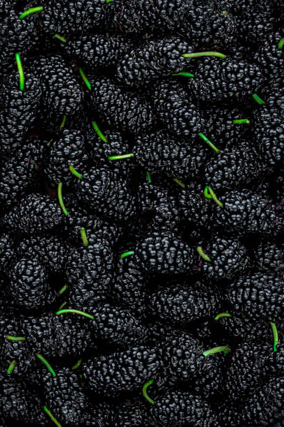 morwy. świeże morwy jagodowe makro tła. tapeta. koncepcja żywności - blackberry fruit mulberry isolated zdjęcia i obrazy z banku zdjęć