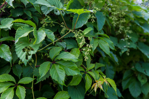 istock background Wild green grapes on the wall 1257573899