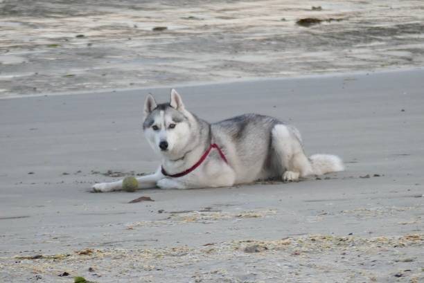 A husky dog with his ball on the sand of the small beach of Port Maria in Quiberon