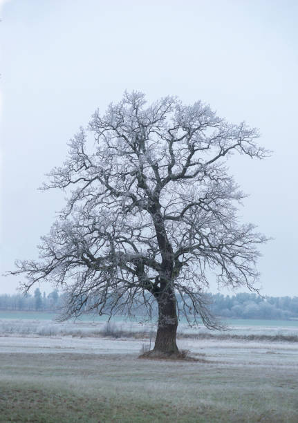 istock Oak tree with rime frost 1257574328