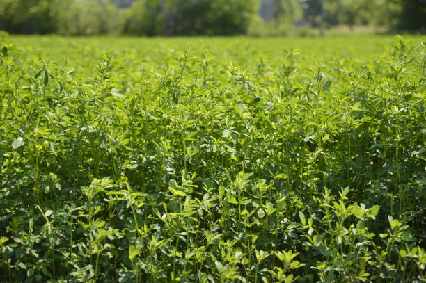 istock green lucerne plant field in sunlight 1257575584