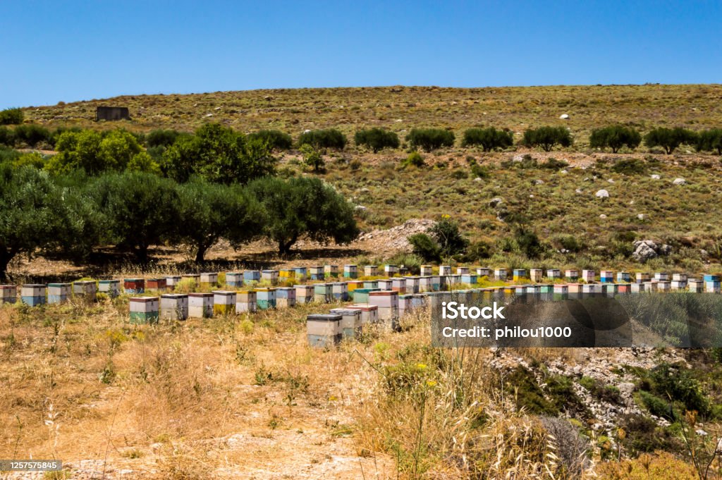 Colorful wooden beehives among olive trees Colorful wooden beehives among olive trees in the mountains of Crete Beehive Stock Photo