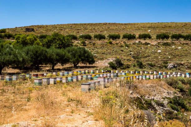 Colorful wooden beehives among olive trees stock photo