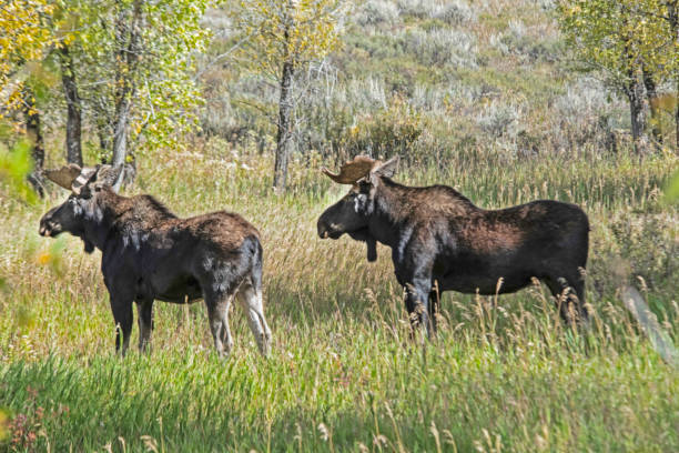 two moose standing in green grass in the grand tetons. - snake river mt moran nature grand teton national park imagens e fotografias de stock