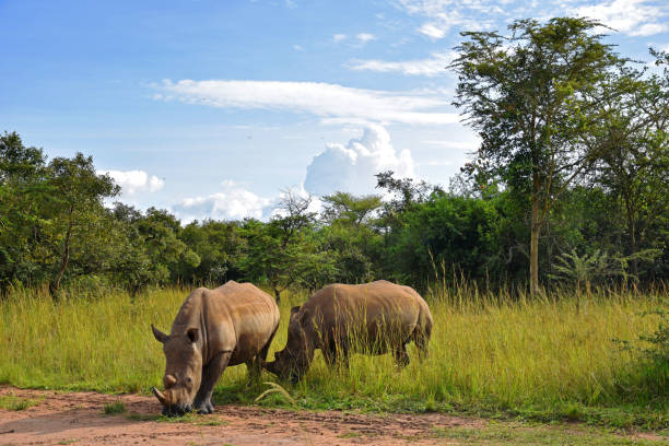 istock White Rhinos in Uganda 1257577011
