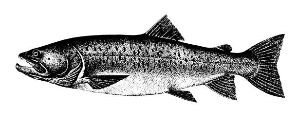 ilustrações, clipart, desenhos animados e ícones de salmão de truta, coleção de peixes - freshness fish food seafood