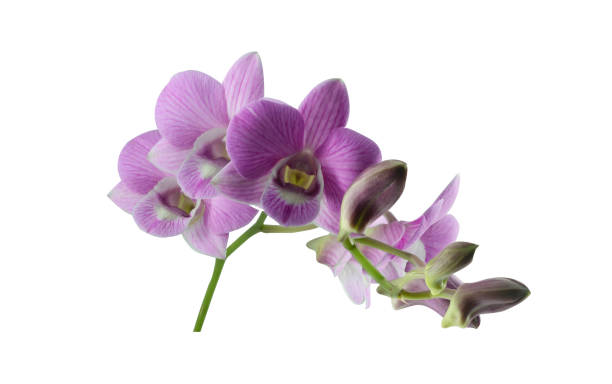 istock Beautiful orchid flower with isolated on white background. 1257580150
