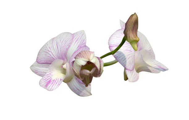 istock Beautiful orchid flower with isolated on white background. 1257580173