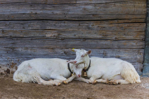 Exchange tenderness between two white goats Exchange tenderness between two white goats. appenzell innerrhoden stock pictures, royalty-free photos & images
