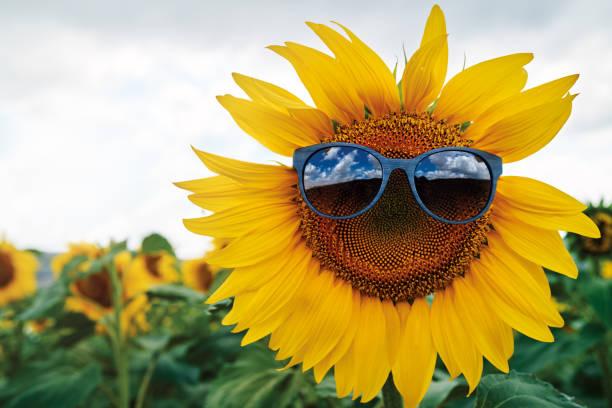 istock Sunflowers with sunglasses 1257581491