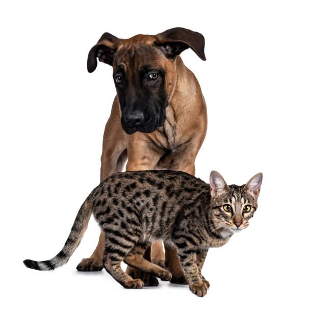 istock Cat and dog on white background 1257581610