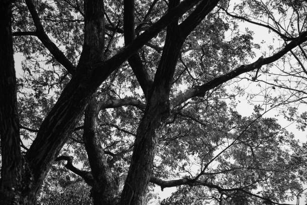 beautiful the big tree in black and white - white black tree fog photos et images de collection