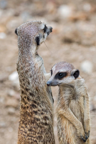 istock Two alert meerkats / suricates standing up 1257583178