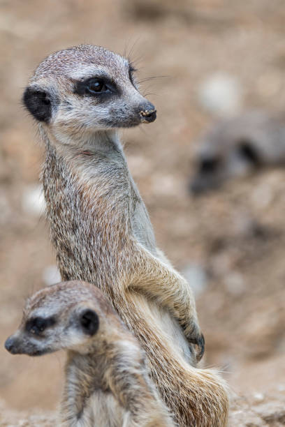 istock Two alert meerkats / suricates standing up 1257583188