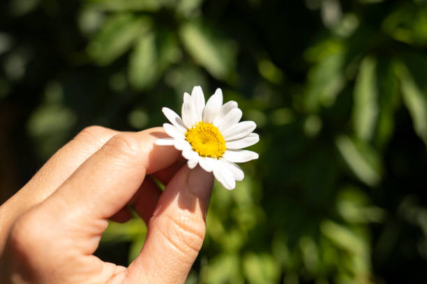 istock Chamomile flower in a female hand on a natural background. 1257583375