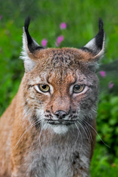 istock European lynx (Lynx lynx) close-up portrait 1257583393