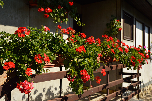 red geraniums in bloom in sunlight
