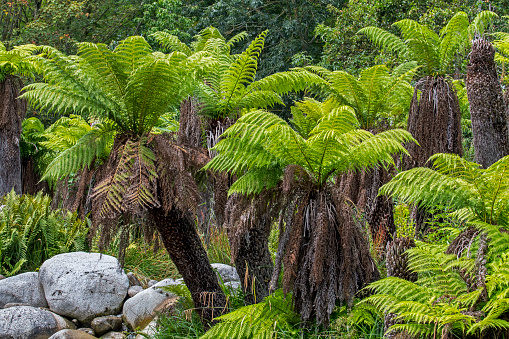 Soft tree ferns / man ferns (Dicksonia antarctica) evergreen tree fern native to eastern Australia