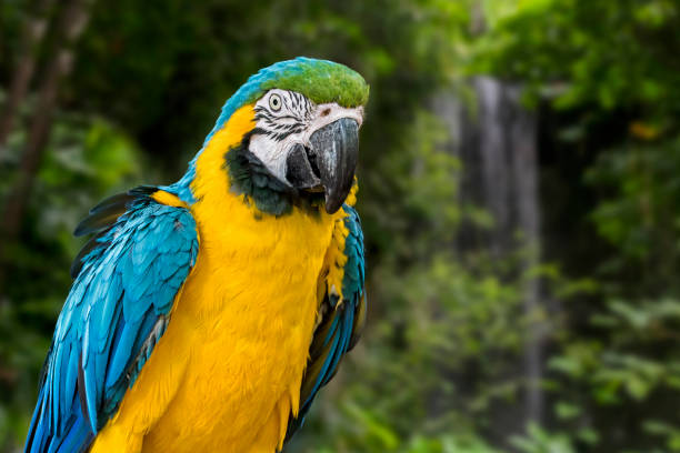 ara bleu et jaune / ara bleu et or (ara ararauna) perroquet sud-américain - psittacoidea photos et images de collection