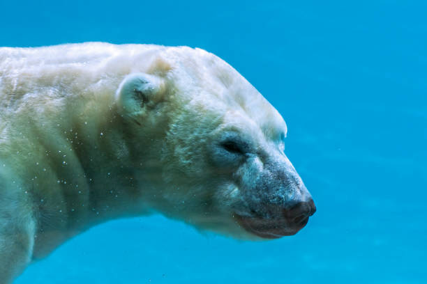 istock Polar bear (Ursus maritimus / Thalarctos maritimus) swimming underwater 1257583687