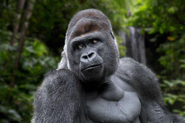 Gorilla (scientific name: Gorilla) is the general name for the great apes of the genus Gorilla, subfamily Hominidae, order of primates. It includes two species: the eastern gorilla and the western gorilla. It is the largest primate, with a shoulder height of about 0.85 meters when all four legs are independent, and a sudden shoulder height of 1.6-1.8 meters. The height of the erect gorilla can reach 1.75 meters. Because the gorilla's knees cannot fully extend, their actual body length is longer than this height. Large, weighing 130-180 kg, females 60-100 kg.
