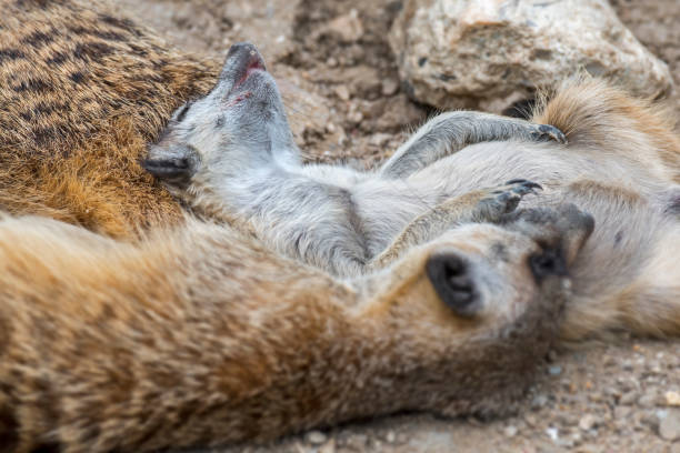 istock Meerkats / suricates (Suricata suricatta) sleeping huddled together 1257583740
