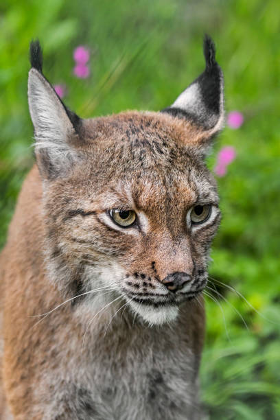 istock European lynx (Lynx lynx) close-up portrait 1257583748