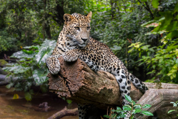 istock Sri Lankan leopard (Panthera pardus kotiya) resting on fallen tree over stream in rainforest 1257583821